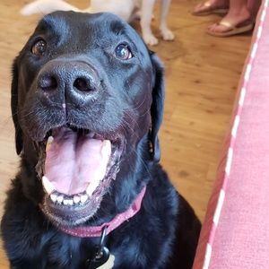 Meet your Posher, Sunny